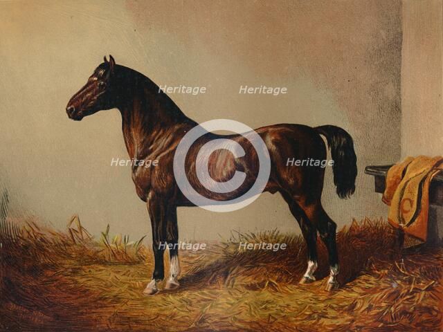 'Entire Pony Hack "Don Carlos", c1897. Creator: Unknown.