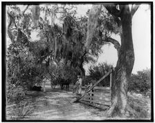 Entrance to Bostrom's, near Ormond, between 1880 and 1897. Creator: William H. Jackson