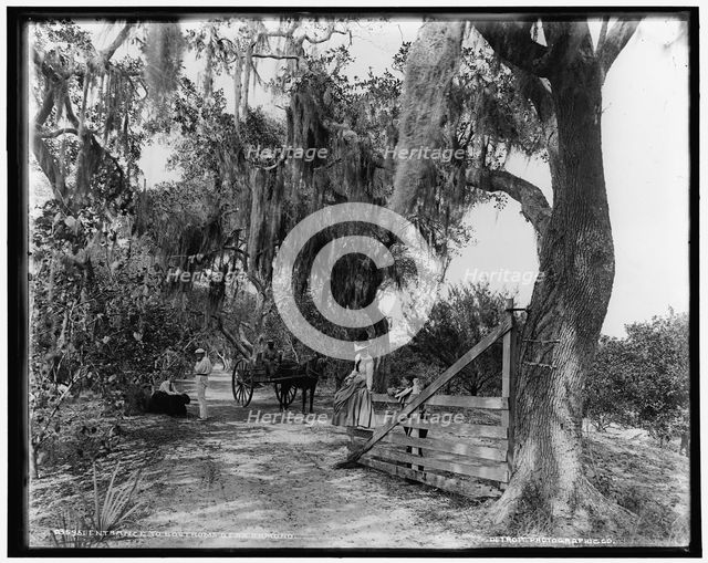 Entrance to Bostrom's, near Ormond, between 1880 and 1897. Creator: William H. Jackson.