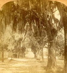 Entrance to St. Augustine, Florida, U.S.A. 1901. Creator: J F Jarvis