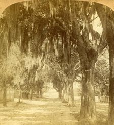 Entrance to St. Augustine, Florida, U.S.A. 1901. Creator: J F Jarvis