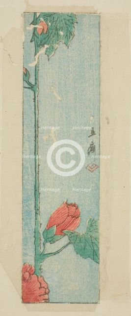 Envelope with hibiscus, n.d. Creator: Ando Hiroshige.