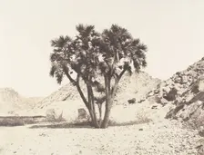 Environs de Fileh, Palmier Doum sur la Rive Orientale du Nil, 1851-52, printed 1853-54. Creator: Félix Teynard