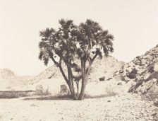 Environs de Fileh, Palmier Doum sur la Rive Orientale du Nil, 1851-52, printed 1853-54. Creator: Félix Teynard