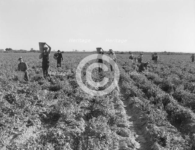 End of the day, pea pickers, near Calipatria, California, 1939. Creator: Dorothea Lange.