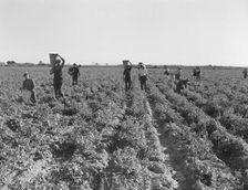 End of the day, pea pickers, near Calipatria, California, 1939. Creator: Dorothea Lange