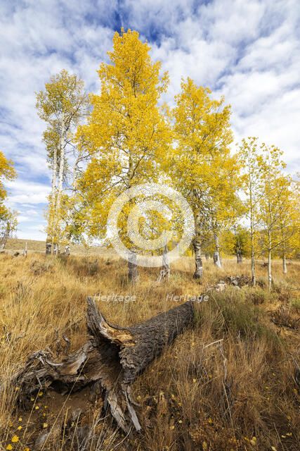 Endless Autumn. Creator: Joshua Johnston.