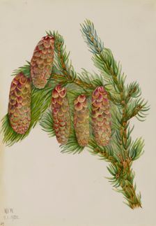 Engelmann Spruce (Picea engelmanni), 1920. Creator: Mary Vaux Walcott