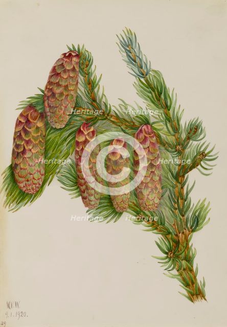 Engelmann Spruce (Picea engelmanni), 1920. Creator: Mary Vaux Walcott.
