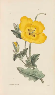 English Botany, 1790-1800. Creator: Sowerby, James (1757-1822)