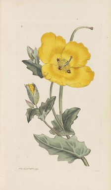 English Botany, 1790-1800. Creator: Sowerby, James (1757-1822)