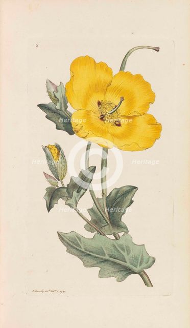 English Botany, 1790-1800. Creator: Sowerby, James (1757-1822).