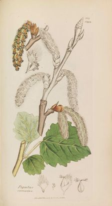 English Botany, 1790-1800. Creator: Sowerby, James (1757-1822)