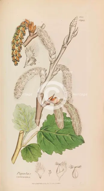 English Botany, 1790-1800. Creator: Sowerby, James (1757-1822).