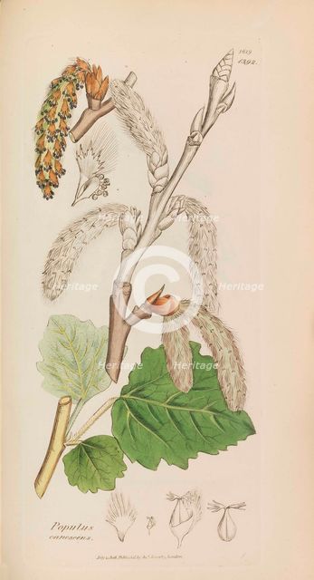 English Botany, 1790-1800. Creator: Sowerby, James (1757-1822).