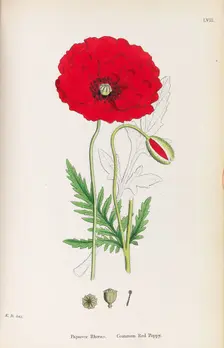 English Botany, 1790-1800. Creator: Sowerby, James (1757-1822)