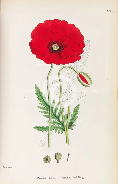 English Botany, 1790-1800. Creator: Sowerby, James (1757-1822).