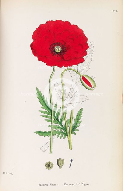 English Botany, 1790-1800. Creator: Sowerby, James (1757-1822).