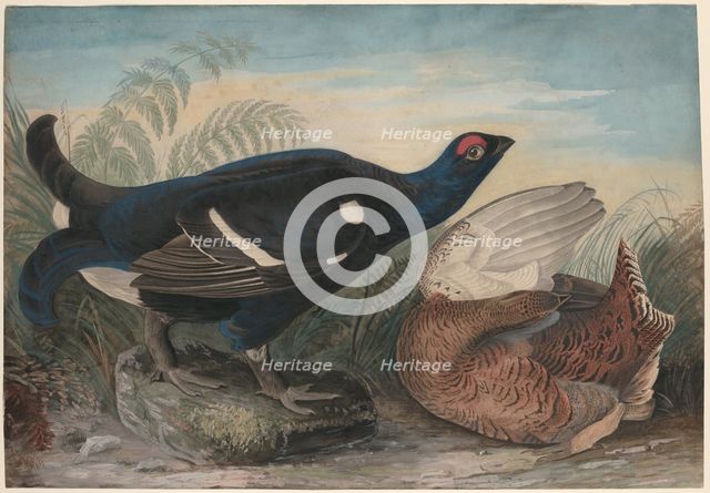 English Black Cocks, 1828. Creator: John James Audubon.