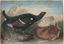 English Black Cocks, 1828. Creator: John James Audubon