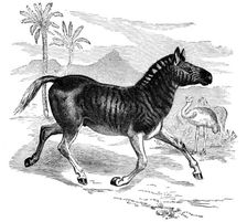 Engraving of a Quagga, 1884