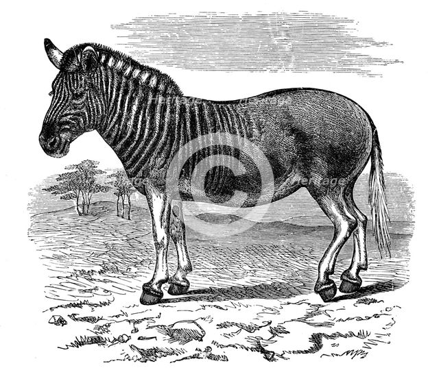 Engraving of a Quagga, 1893. Artist: Unknown