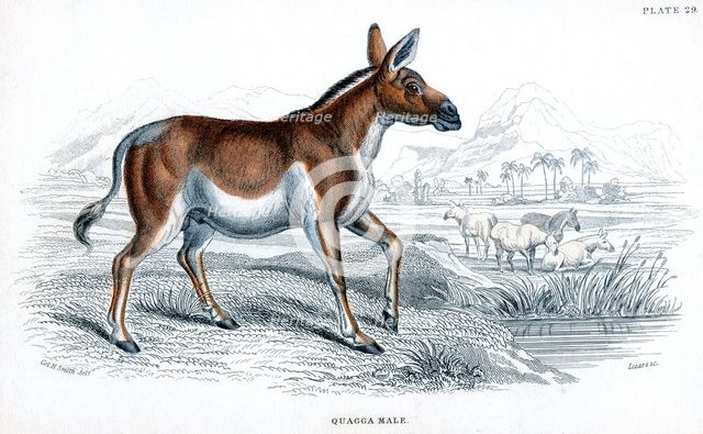 Engraving of a Quagga, c1830. Artist: Unknown