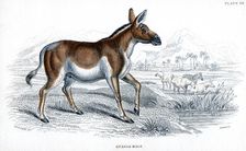 Engraving of a Quagga, c1830