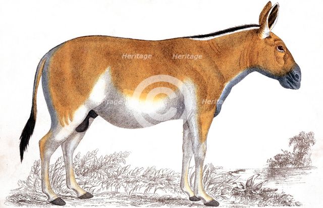 Engraving of a Quagga, c1860. Artist: Unknown