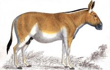 Engraving of a Quagga, c1860