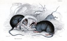 Engraving of Black rat caught in trap, 1838. Artist: William Jardine