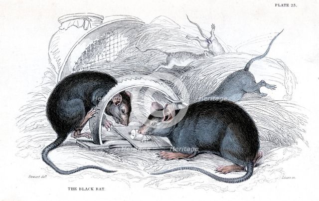 Engraving of Black rat caught in trap, 1838. Artist: William Jardine