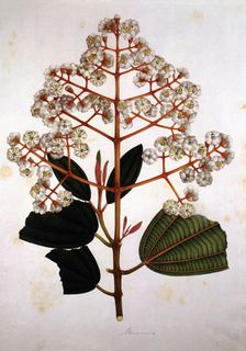 Engraving, drawing of miconia plant, made in the expedition of J.C.Mutis (1783-1810)