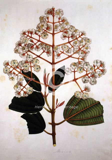 Engraving, drawing of miconia plant, made in the expedition of J.C.Mutis (1783-1810).