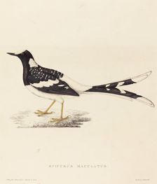 Enicurus Maculatus (Spotted Forktail). Creator: Elizabeth Gould