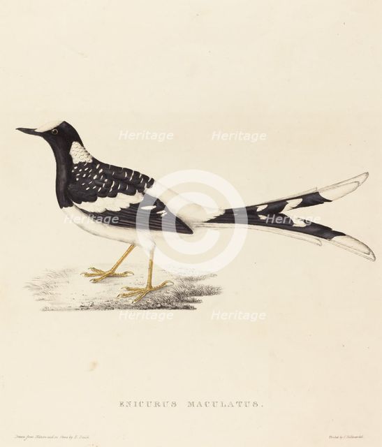 Enicurus Maculatus (Spotted Forktail). Creator: Elizabeth Gould.