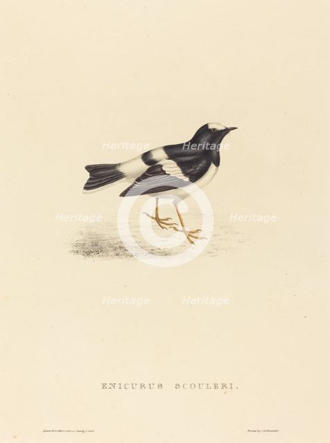 Enicurus Scouleri (Little Forktail). Creator: Elizabeth Gould.