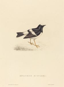 Enicurus Scouleri (Little Forktail). Creator: Elizabeth Gould