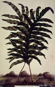 Enormous Polypody, c1759-c1772. Creator: John Hill
