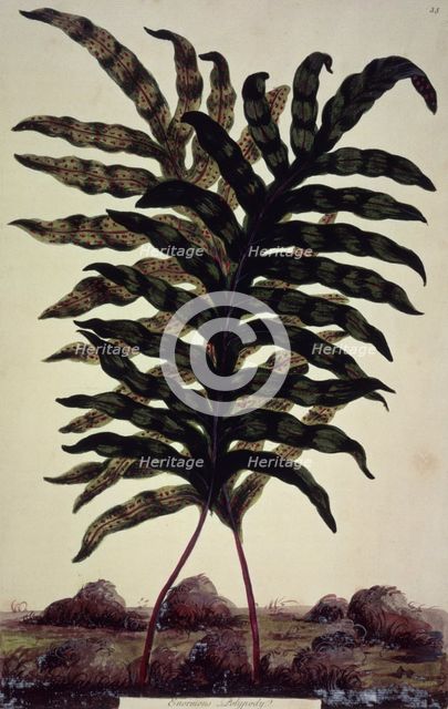 Enormous Polypody, c1759-c1772. Creator: John Hill.
