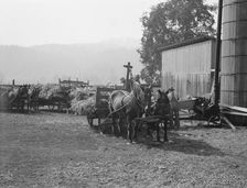 Each farmer brings his own wagon and team for the day's work, near West Carlton, Oregon, 1939. Creator: Dorothea Lange