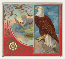 Eagle, from the Birds of America series (N37) for Allen & Ginter Cigarettes, 1888. Creator: Allen & Ginter