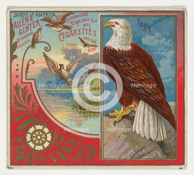 Eagle, from the Birds of America series (N37) for Allen & Ginter Cigarettes, 1888. Creator: Allen & Ginter.