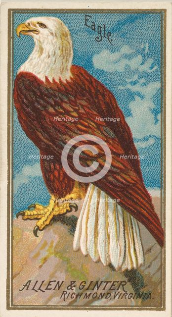 Eagle, from the Birds of America series (N4) for Allen & Ginter Cigarettes Brands, 1888. Creator: Allen & Ginter.