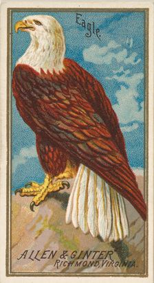Eagle, from the Birds of America series (N4) for Allen & Ginter Cigarettes Brands, 1888. Creator: Allen & Ginter
