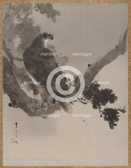 Eagle in a Tree, ca. 1887. Creator: Watanabe Seitei.