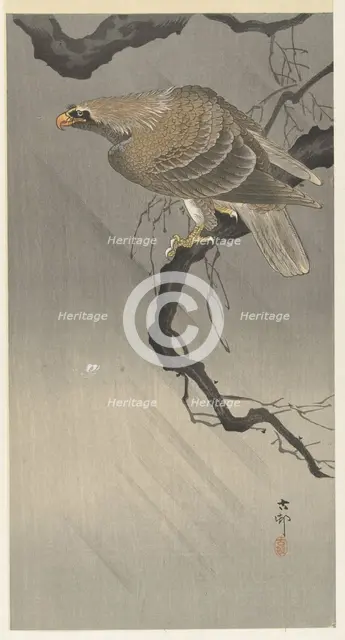 Eagle on branch, 1900-1910. Creator: Ohara, Koson (1877-1945).