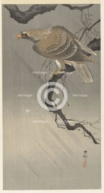 Eagle on branch, 1900-1910. Creator: Ohara, Koson (1877-1945).