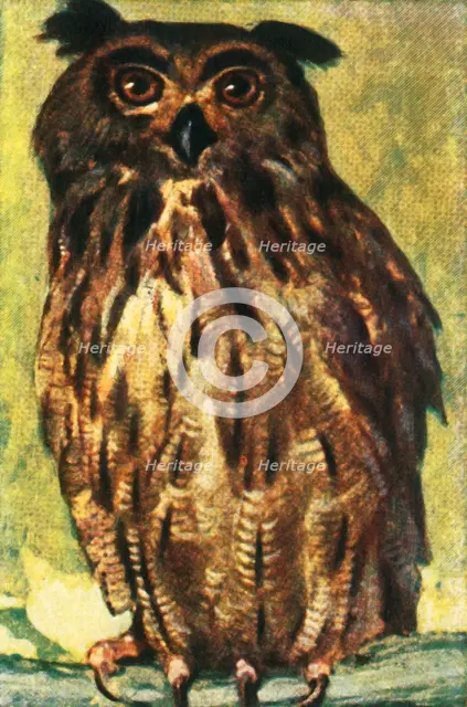 Eagle owl, c1928. Creator: Unknown.