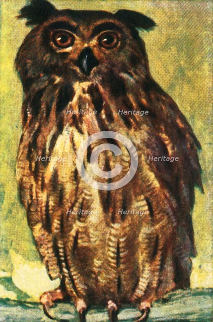 Eagle owl, c1928. Creator: Unknown.